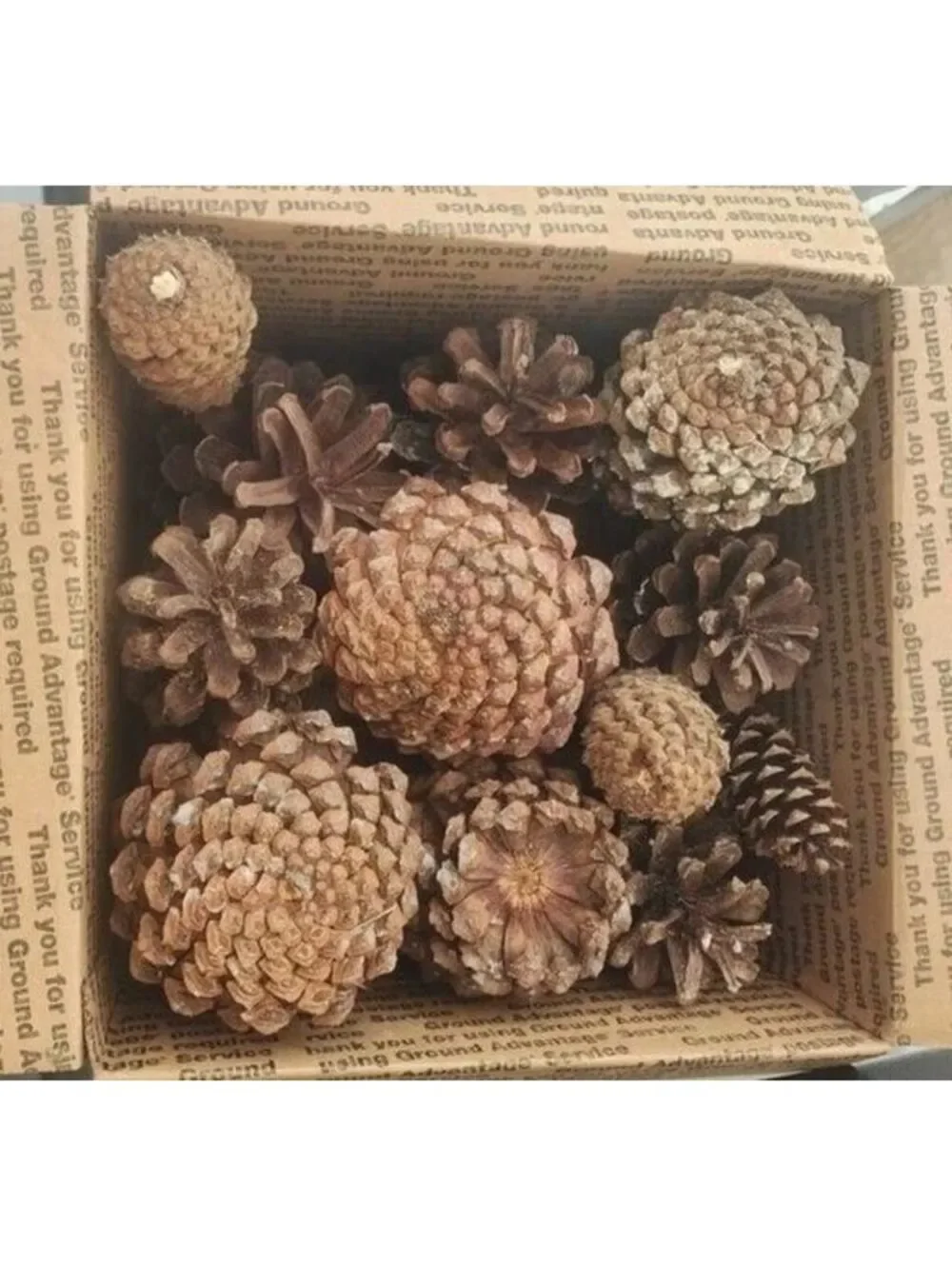 Large Natural North Florida Pinecones (box full)
